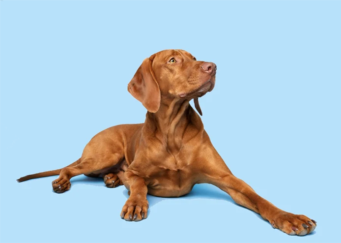 Brown dog relaxing against a blue background