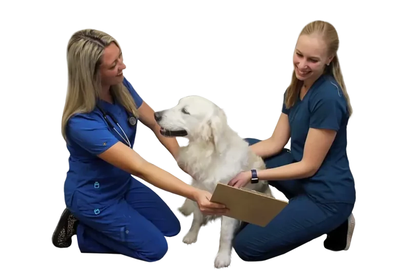 Veterinary professionals with a dog